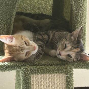 Lila -  Domestic Short Hair Cat for Adoption in Medina, Ohio - Lila | PetCurious