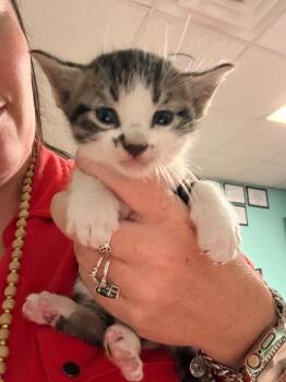 Bobby Labonte -  Domestic Medium Hair Cat for Adoption in Rockport, Texas - Bobby Labonte | PetCurious