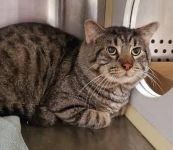 Domestic Short Hair Cats Available for Adoption in Kansas City, Missouri - Yahg | PetCurious