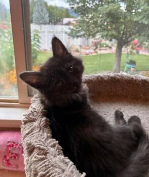Mochi -  Domestic Long Hair Cat for Adoption in Ogden, Utah - Mochi | PetCurious