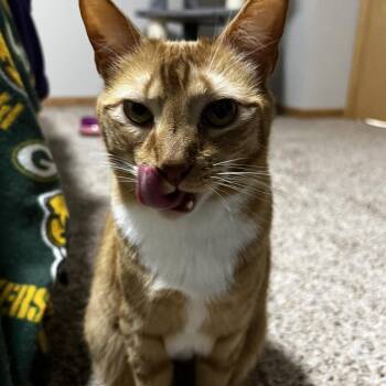 Gingy -  Domestic Short Hair Cat for Adoption in Saint Paul, Minnesota - Gingy | PetCurious