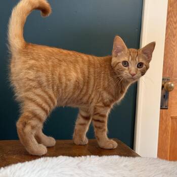 Duchess of DeRuyter Alondra McNubbins, of the Royal McNubbins Fa -  Domestic Medium Hair Cat for Adoption in Syracuse, New York - Duchess Of DeRuyter Alondra McNubbins, Of The Royal McNubbins Fa | PetCurious