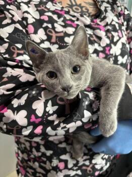 Krigg -  Domestic Short Hair Cat for Adoption in Sherwood, Oregon - Krigg | PetCurious