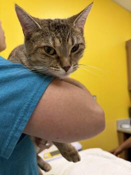 Sandpiper -  Domestic Short Hair Cat for Adoption in Raleigh, North Carolina - Sandpiper | PetCurious