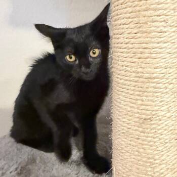 Gia -  Domestic Short Hair Cat for Adoption in Midland, Texas - Gia | PetCurious