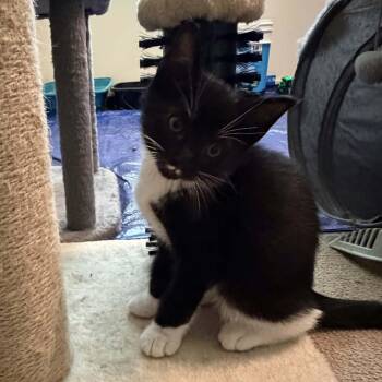 Cayenne -  Domestic Short Hair Cat for Adoption in Martinsville, Indiana - Cayenne | PetCurious