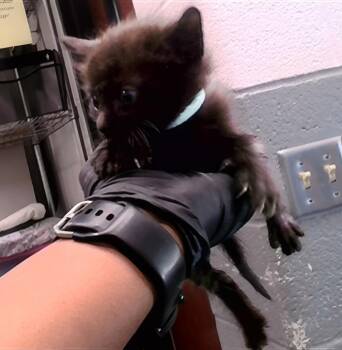 Kenny -  Domestic Short Hair Cat for Adoption in Nashville, Tennessee - Kenny | PetCurious