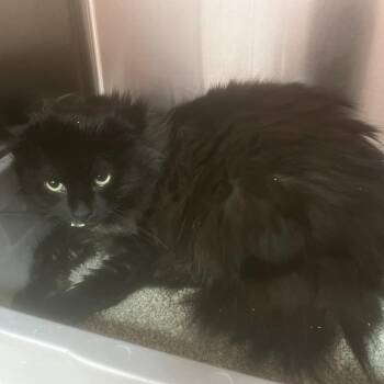 Domestic Long Hair Cats Available for Adoption in Burlington, Ontario - Romeo | PetCurious