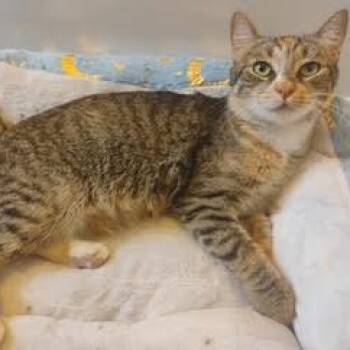 Rescue Domestic Short Hair Cats for Adoption in Buffalo, New York - Erin | PetCurious