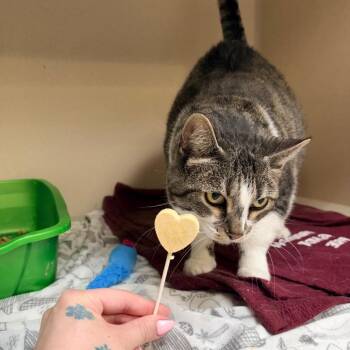 Mommy -  Domestic Short Hair Cat for Adoption in Great Falls, Montana - Mommy | PetCurious