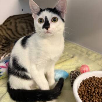Crowe -  Domestic Short Hair Cat for Adoption in Sarasota, Florida - Crowe | PetCurious