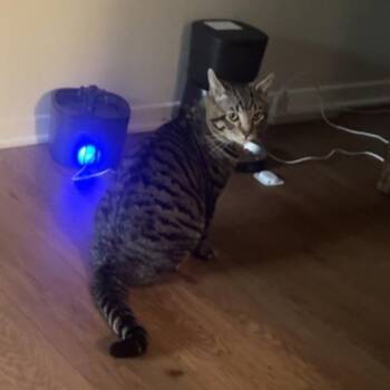 Casper - Home to Home -  American Shorthair Cat for Adoption in South Elgin, Illinois - Casper - Home To Home | PetCurious