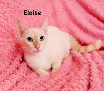 Eloise -  Siamese Cat for Adoption in St. Augustine, Florida - Eloise | PetCurious