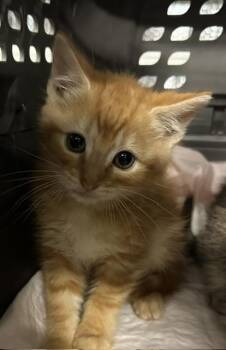 Gerald -  Domestic Short Hair and Tabby Cat for Adoption in Emerald Isle, North Carolina - Gerald | PetCurious