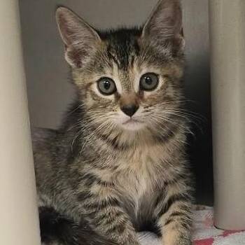 Briar -  Domestic Short Hair Cat for Adoption in Orange, Virginia - Briar | PetCurious