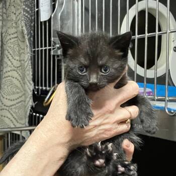 Tadpole (Keeler Mama Kitten 3) -  Domestic Medium Hair Cat for Adoption in Westport, Connecticut - Tadpole (Keeler Mama Kitten 3) | PetCurious