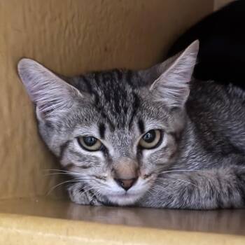 Quail 54321 -  Domestic Short Hair Cat for Adoption in Las Vegas, Nevada - Quail 54321 | PetCurious