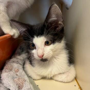 Constellation -  Domestic Short Hair Cat for Adoption in South Elgin, Illinois - Constellation | PetCurious