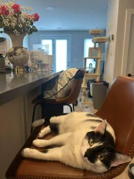 Domestic Short Hair Cats Available for Adoption in Fairfax, Virginia - Tilley | PetCurious