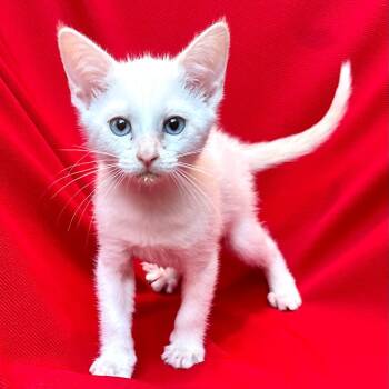 Athena -  Domestic Medium Hair Cat for Adoption in Sequatchie, Tennessee - Athena | PetCurious