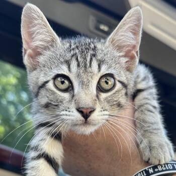 Rescue Tabby and Domestic Short Hair Cats for Adoption in Sacramento, California - Chloe | PetCurious