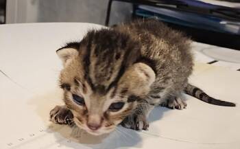 Lucas 5.23.26 (prespay) -  Domestic Short Hair Cat for Adoption in Apopka, Florida - Lucas 5.23.26 (prespay) | PetCurious