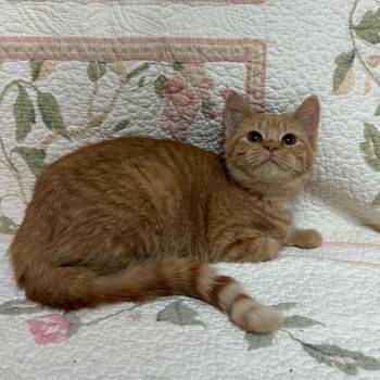 Miso -  Domestic Short Hair Cat for Adoption in Waterloo, Iowa - Miso | PetCurious