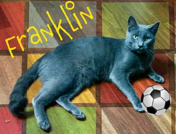 Rescue Domestic Short Hair Cats for Adoption in Charlotte, North Carolina - Franklin | PetCurious