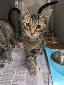 Rescue Domestic Short Hair Cats for Adoption in Louisburg, North Carolina - Twig | PetCurious