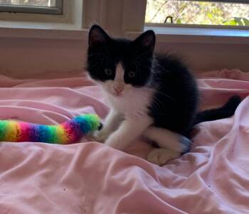 Rescue Domestic Medium Hair Cats for Adoption in San Antonio, Texas - Remy | PetCurious