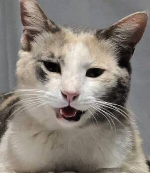 Rescue Calico Cats for Adoption in Casa Grande, Arizona - Robin | PetCurious