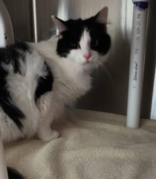 Domestic Long Hair and Domestic Short Hair Cats Available for Adoption in Cincinnati, Ohio - Sassy | PetCurious