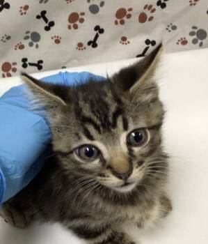 POLLY -  Domestic Short Hair Cat for Adoption in Riverside, California - POLLY | PetCurious