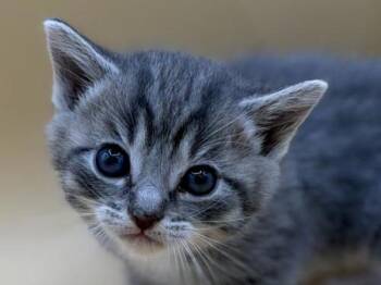 Squishy -  Domestic Short Hair Cat for Adoption in Portland, Oregon - Squishy | PetCurious
