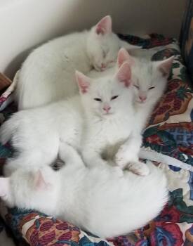 Rescue Manx Cats for Adoption in Sardinia, Ohio - SEBASTIAN | PetCurious