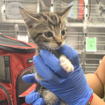 Rescue Domestic Short Hair Cats for Adoption in Los Angeles, California - Celery | PetCurious