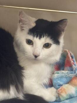 Naz -  Domestic Medium Hair Cat for Adoption in Sonora, California - Naz | PetCurious