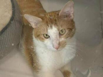 Domestic Short Hair Cats Available for Adoption in Kansas City, Missouri - Milo | PetCurious