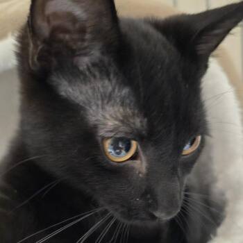 John -  Domestic Short Hair Cat for Adoption in Branson, Missouri - John | PetCurious