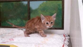 ZEPPELIN -  Domestic Short Hair Cat for Adoption in Houston, Texas - ZEPPELIN | PetCurious