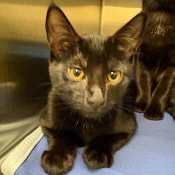 Luke -  Domestic Short Hair Cat for Adoption in Keizer, Oregon - Luke | PetCurious