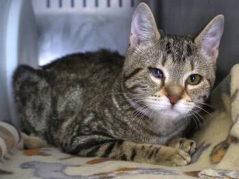 Rescue Domestic Short Hair Cats for Adoption in Tallahassee, Florida - ONXY | PetCurious