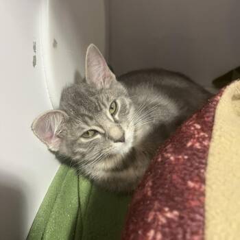 Domestic Short Hair Cats Available for Adoption in Salt Lake City, Utah - Zoinks | PetCurious