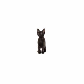 Franklin -  Domestic Short Hair Cat for Adoption in Los Angeles, California - Franklin | PetCurious