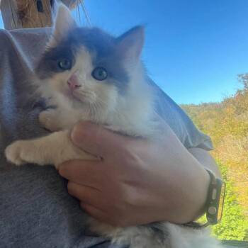 Willow in Spring Grove, PA -  Domestic Long Hair Cat for Adoption - Willow In Spring Grove, PA | PetCurious