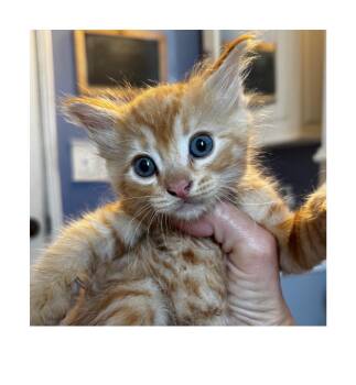 Domestic Short Hair Cats Available for Adoption - Eeyore | PetCurious