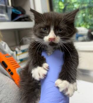 Zok! -  Domestic Medium Hair Cat for Adoption in Pomona, New York - Zok! | PetCurious