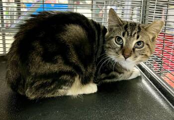 Rescue Domestic Short Hair Cats for Adoption in Seville, Ohio - Travis | PetCurious