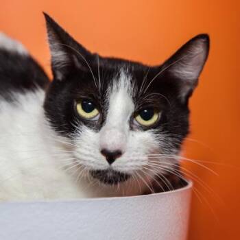 Domestic Short Hair Cats Available for Adoption in Los Angeles, California - Cookie | PetCurious