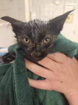 Bruno -  Domestic Short Hair Cat for Adoption in South Bend, Indiana - Bruno | PetCurious